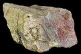 Polished Dinosaur Bone (Gembone) Section - Utah #106909-2